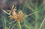 Fern flatsedge